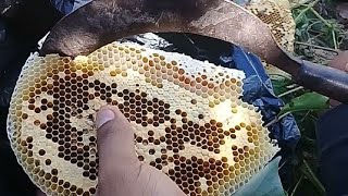 Proses pengambilan Madu Asli
