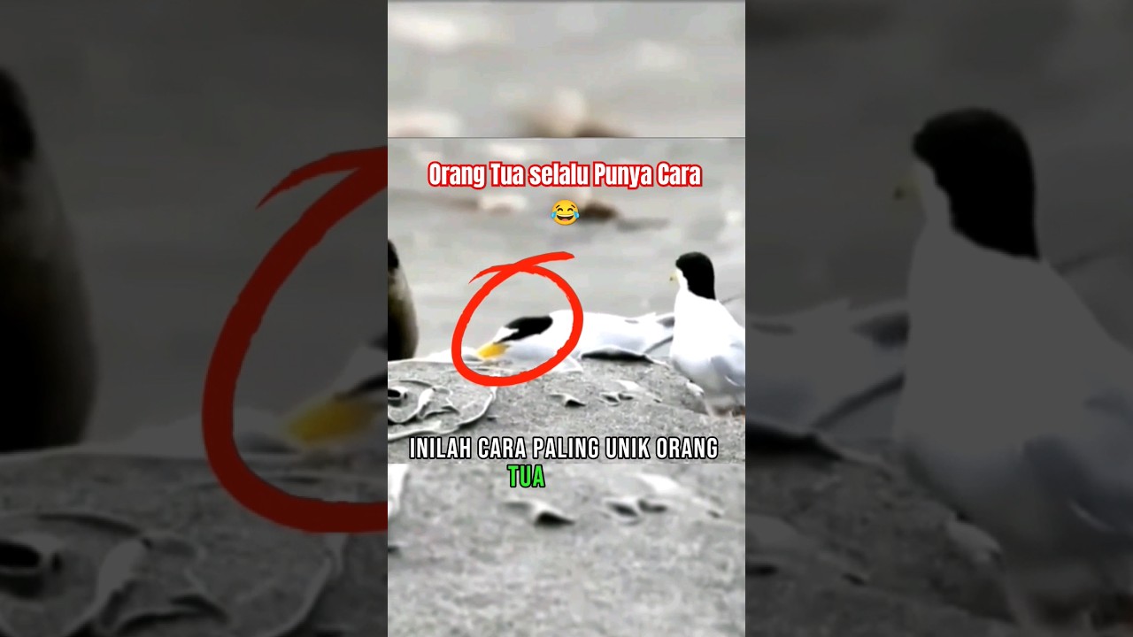 burung laut artik/dara laut memiliki cara paling unik mendidik anaknya 