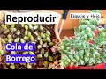 Cómo REPRODUCIR Cola de Borrego por HOJA y esqueje | Desierto Verde