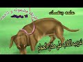 تدريب الكلاب على مكان الحمام  (طريقة مضمونه بطرق بسيطه و سهله)