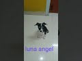 Playing luna angel please subscribe 