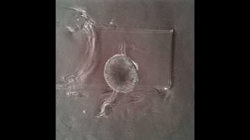 BMP Signalling in Explants
