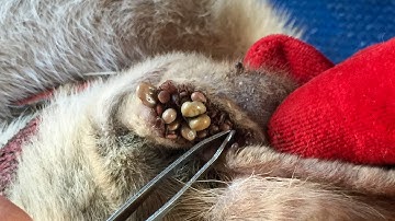 Dog Ticks Remove - Easy And Fast Way To Remove All Ticks From Poor Dog - Save Poor Dog EP 88