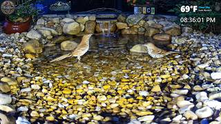 LIVE 🍑 North Georgia Tuesday Evening Multi-Cam in the Garden and Pond 🌙🦉
