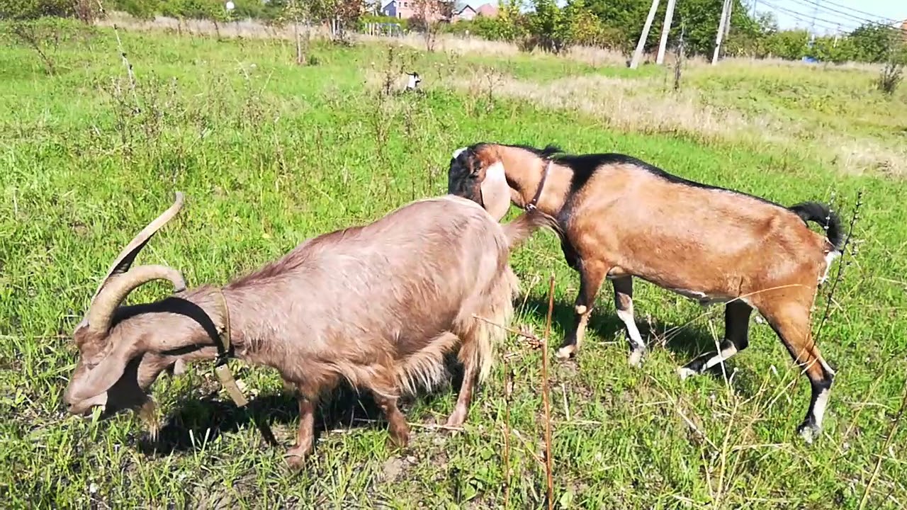 Спаривание коз крупным планом