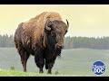 Where and when is the origin of the American bison located? We tell you (FULL DOCUMENTARY)