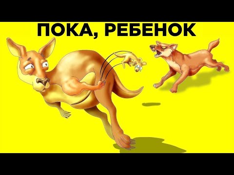 Видео: Странные Повадки Животных