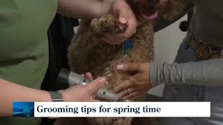 Grooming tips for the spring