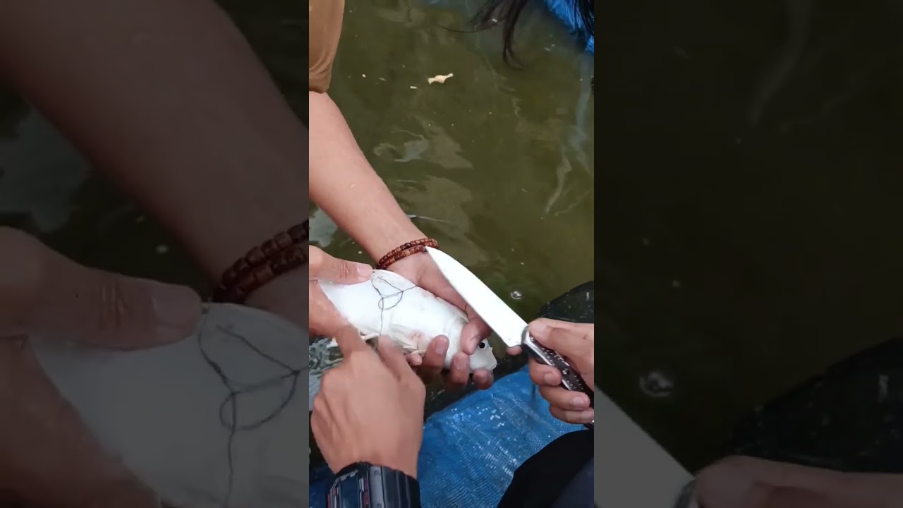 Kasian ikannya sampe luka 