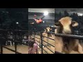 Rodeo Clown Gets Launched Into Space by a Angry Bull