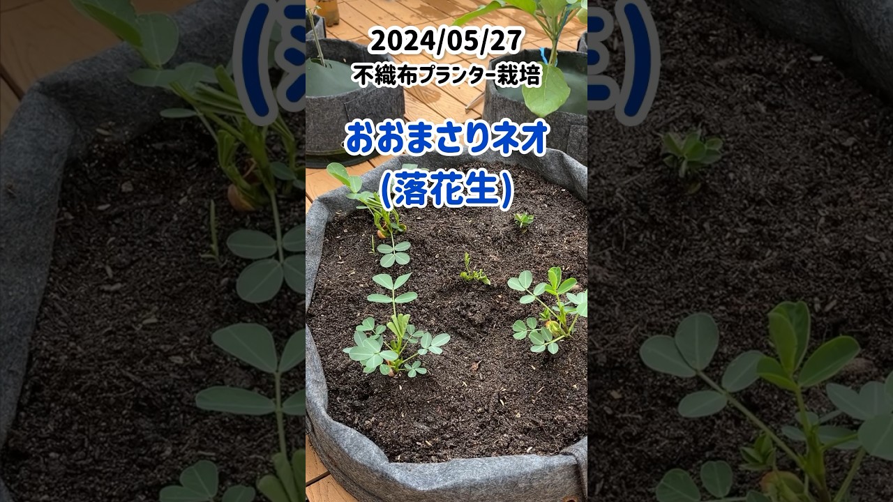 よします様　おおまさりネオ　1200粒 Amazon.co.jp: 落花生 おおまさりネオ 2粒植え 9cmポット苗