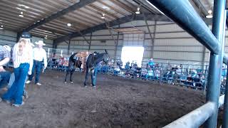 2024 Reese Mules / TN Mule Sales March Riding Mule Sale