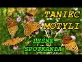 Taniec motyli Motyle Dostojka malinowiec Perłowiec malinowiec Śpiew ptaków Odgłosy lasu Butterflies