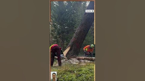 ✅Amazing Tree Felling – Precision Logging with Chainsaw! 🌲🔥