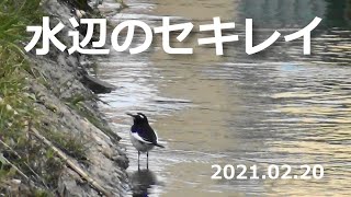 水辺のセキレイ 2021022015