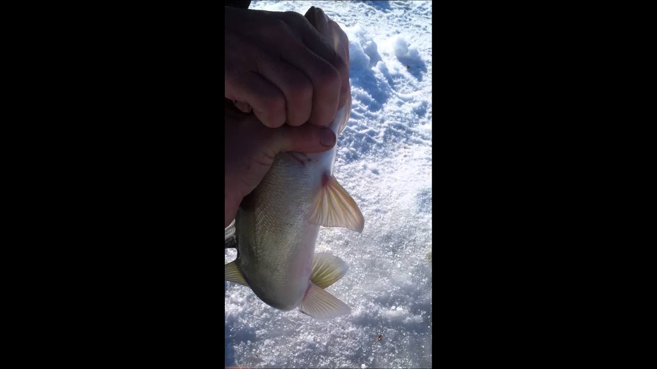 Bangin walleyes and saugers in Minnesota