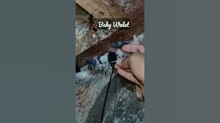 Suara Anak Burung Walet 🔊🎶 #shorts