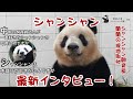 シャンシャン飼育員蘭蘭の現地取材#シャンシャン #動物 #可愛い #パンダ #鑑賞 #panda