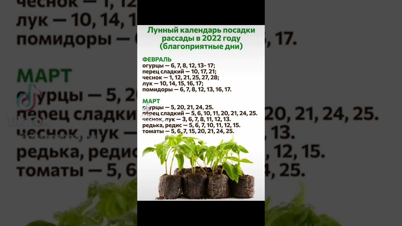 Календарь посадки рассады на 2024 г. Календарь посадки рассады. Лунный календарь для посадки рассады. Дата посадки рассады. Лунный уалендарьпосева рассады.