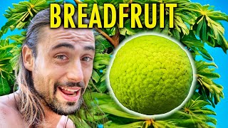 Harvesting & Cooking BreadFruit In The Philippines! (Capul Island Local Delicacy)