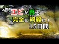 たった4匹のエビが苔を完全に綺麗にする15日間