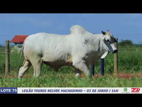 LOTE 75   DIM 6194 1 MP4