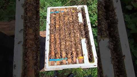 Six Frame Colony of Bees #SHORTS