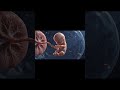 baby in Uterus
