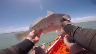 Pesca de corvinas en Mar del Plata (09/01/2021)