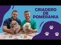 🐶 CRIADERO ESPECIALIZADO EN POMERANIA