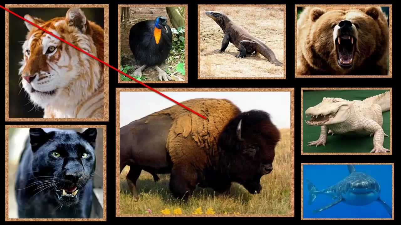 Far Cry 3 Animales Legendarios (Todos) YouTube