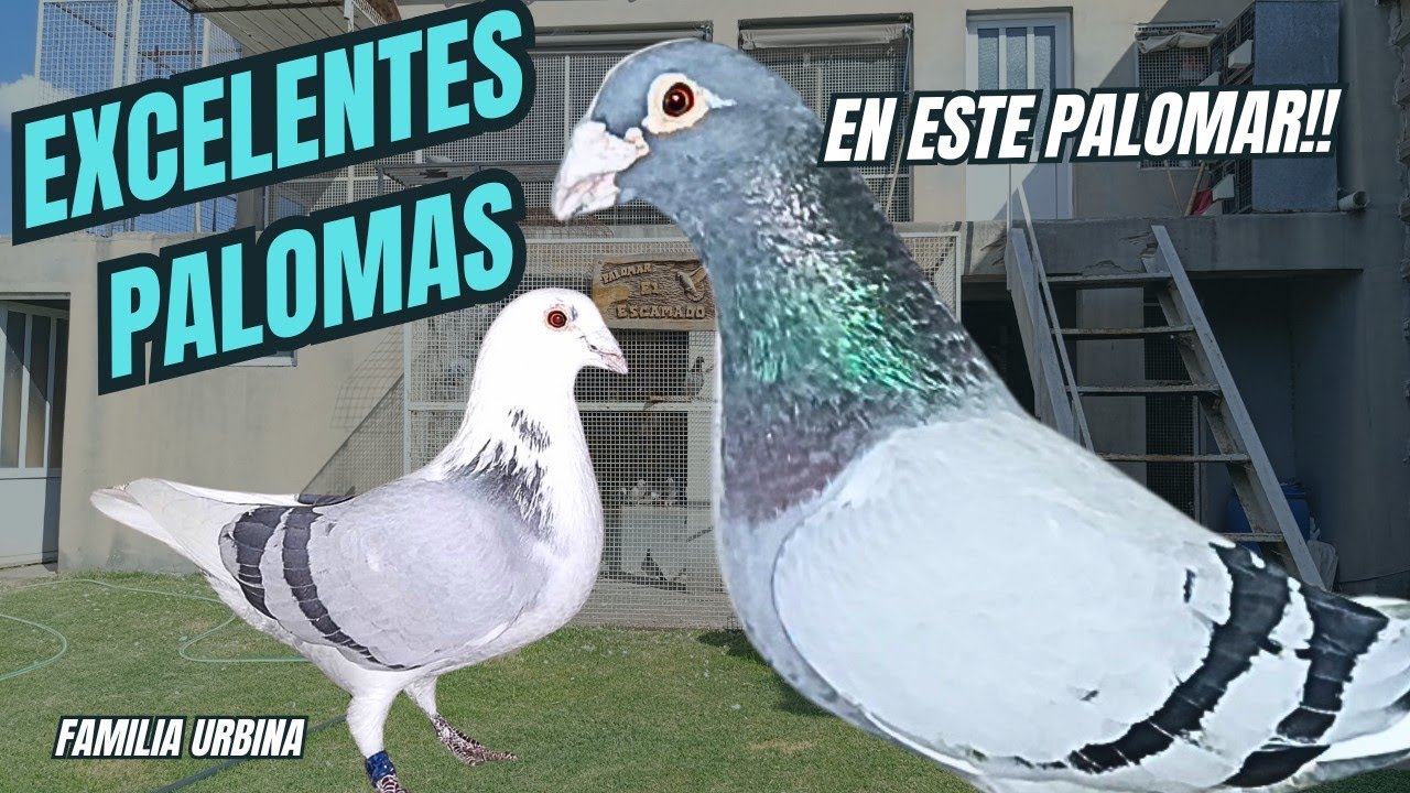 PALOMAS MENSAJERAS. Padre e hijo cuidan juntos!! familia Urbina, GRAN PALOMAR!