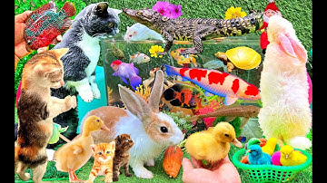 Bắt Cá Sấu Con, Bắt Các Con Vật Dễ Thương, Con Mèo, Con Vịt, Con Cá, Con Thỏ, Con Rùa, Con Gà