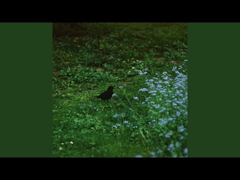 Watch clear view on YouTube