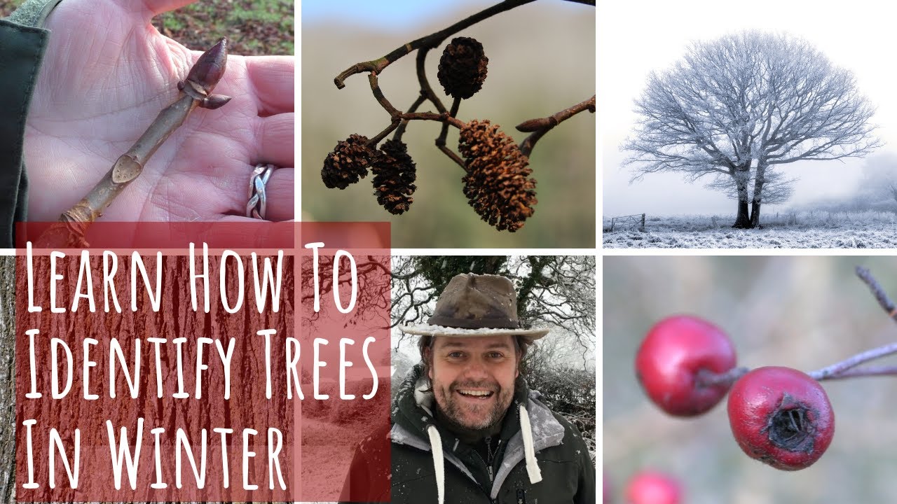 How to Identify Winter Trees - Quiz - Woodland Trust