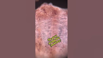 This is bananas! #microscope #banana #food #science #nerdy Music: You Were Mine Musician: Carl Storm