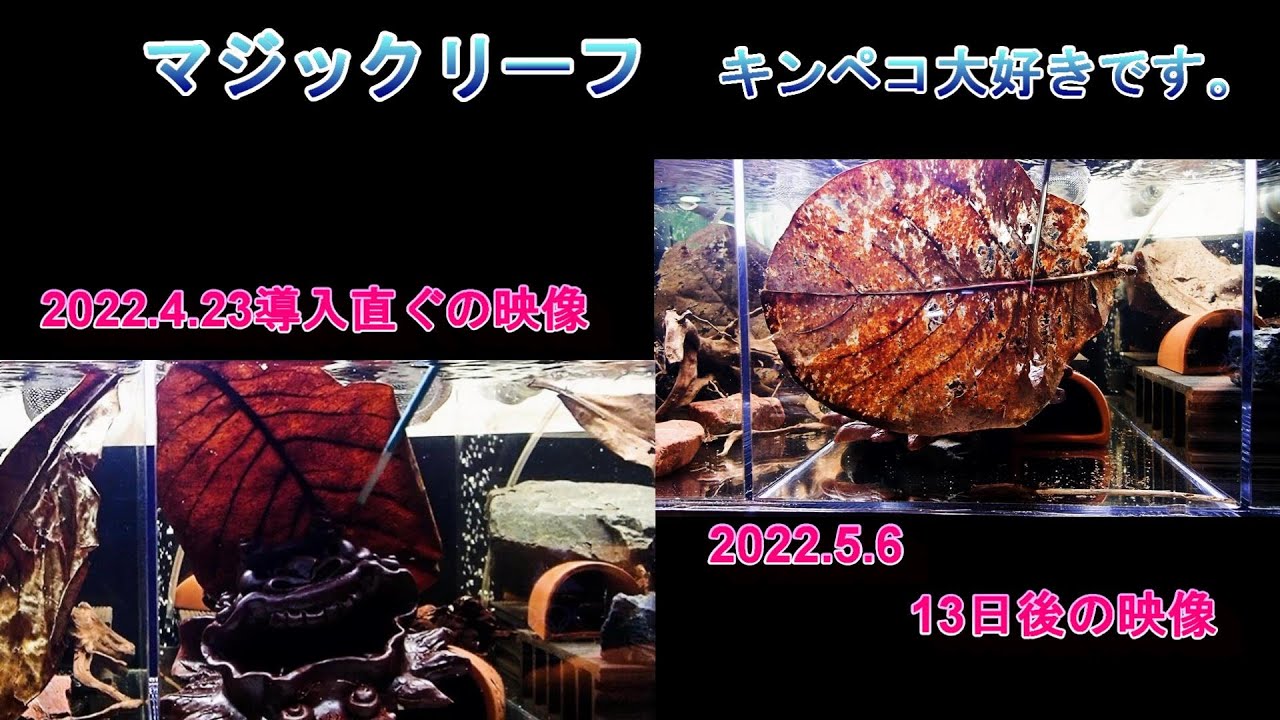 プレコ什器の水槽に4/23に入れたマジックリーフ、13日後どうなってるか