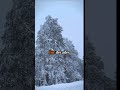 1908 forest explodes with no crater