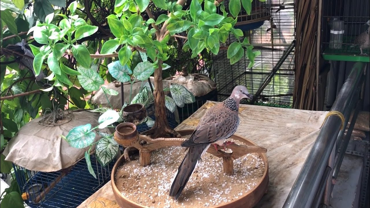 CuGáy lồng trần - làm gì để chim dễ thích nghi môi trường mới/chim CuGáy