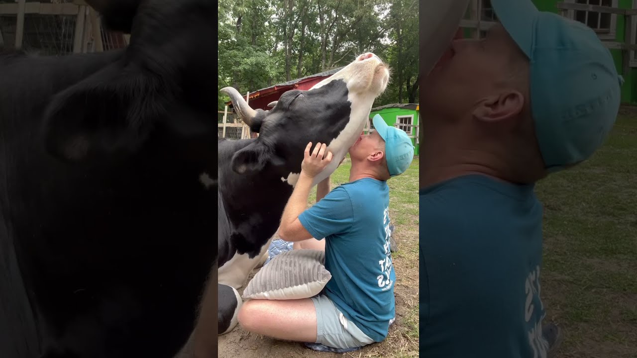 My Favorite Knucklehead Hug Time Cow Cows Hugs