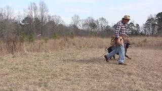 Steadying On Point with a Llewellin Setter  Positive Gun Dog Training   January 26, 2018