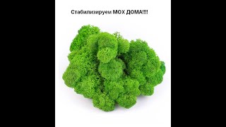 Стабилизируем мох в домашних условиях!