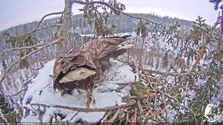 J E20180208 125200FemaleBringsDrySpruceTwigNestWorkMatingMaleToBranch