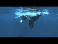 Swimming with Whales: Come Dance With Me