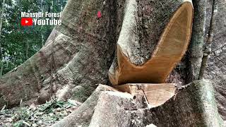 Download Lagu Penebangan Pohon Besar Oleh Penebang Profesional Yang Sudah Mempunyai Jam Terbang Tinggi MP3