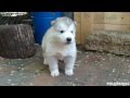 Alaskan Malamute Puppies - 4 weeks old (short HD movie)