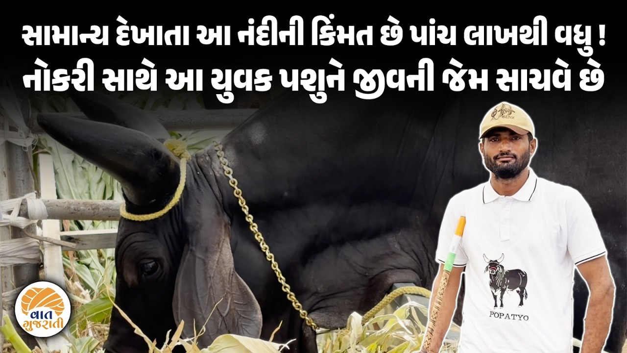 જીવની જેમ પશુને ઉછેરતા આ જૂવાનની વાતો વિચારતા કરી દેશે | Cattle | Saurashtra