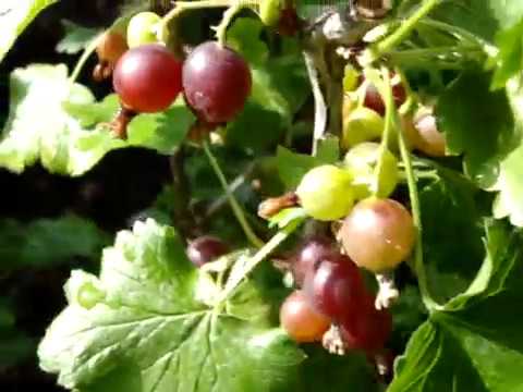 ভিডিও: Yoshta (29 ছবি): Currants এবং Gooseberries একটি সংকর বর্ণনা। এই উদ্ভিদ কি? বিভিন্ন, রোপণ এবং যত্ন, নতুনদের জন্য শরত্কালে Yoshta ছাঁটাই