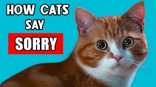 How Do Cats Apologize to Humans 🚩 And How to Apologize to Your Cat?