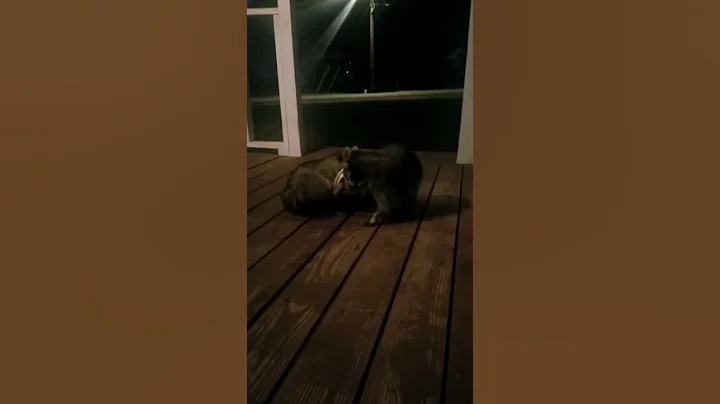 Porch Bandits stealing Cat food
